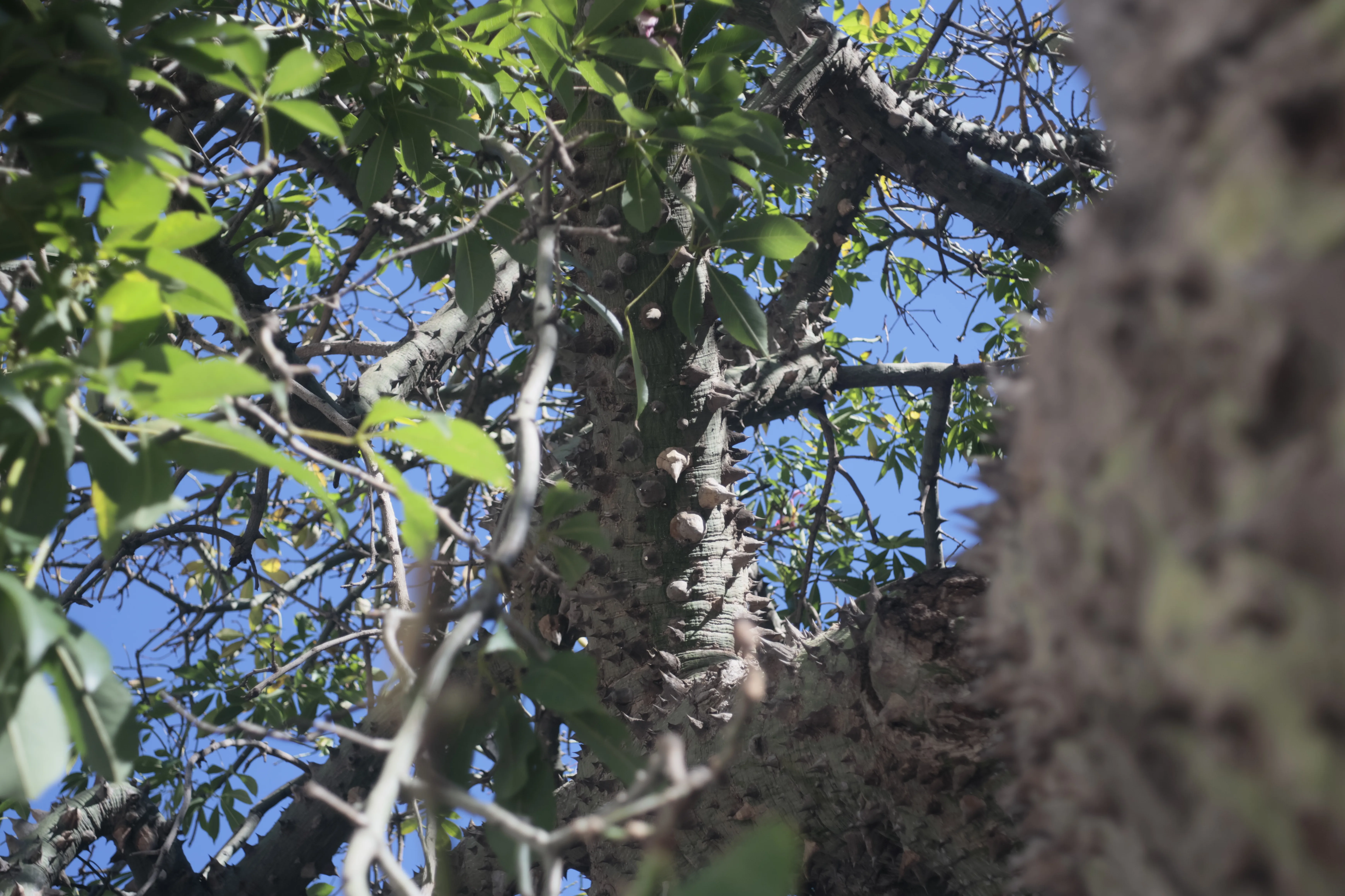 Meyer-Optik Görlitz Primagon 35mm f4.5 (M42) - _I4A0981.webp